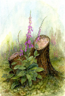 Forest Foxgloves