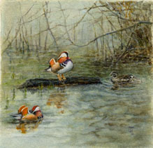 Mandarin Ducks at Eyeworth Pond