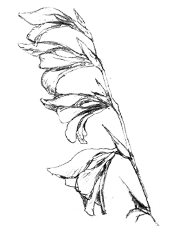Wild Gladiolus Sketch